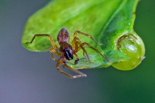 Clubiona sp.